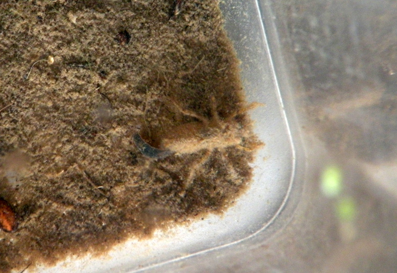 Larva - Orthetrum  coerulescens